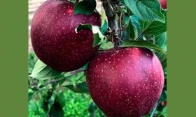 Барон Яблоня Гала2