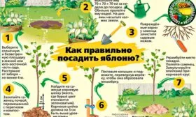 Белорусская яблоня Медовая посадка