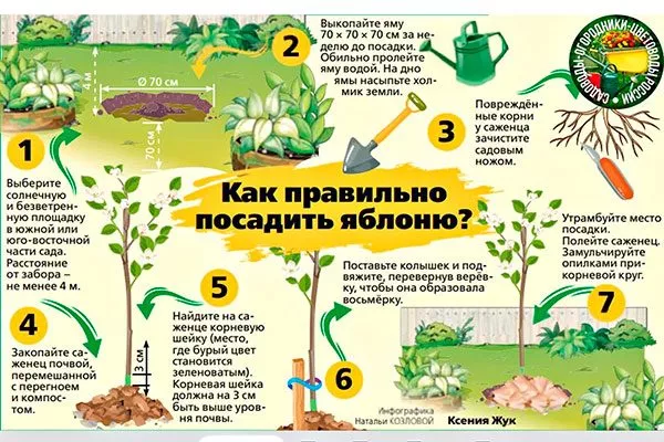 Белорусская яблоня Медовая посадка
