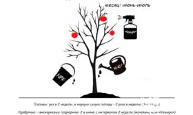 Белорусская яблоня Медовая уход