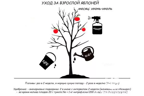 Белорусская яблоня Медовая уход