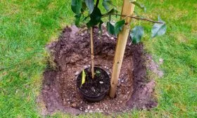 яблоня весна посадочная яма