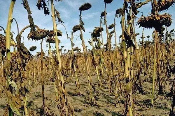 болезни Белого подсолнечника