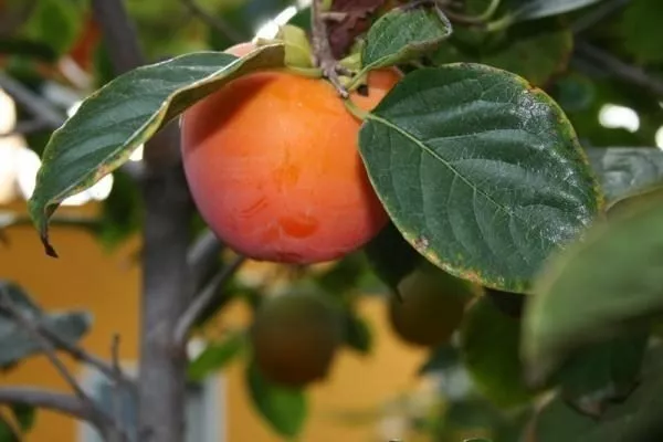 болезни хурмы Мидер