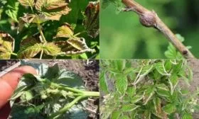 болезни и вредители малины Мария