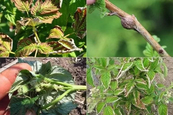 болезни и вредители малины Мария