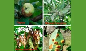 Болезни и вредители, меры по защите яблони Орловим2