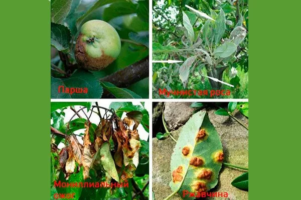 Болезни и вредители, меры по защите яблони Орловим2