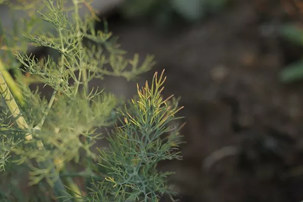 Болезни и вредители Укропа Алмаз2