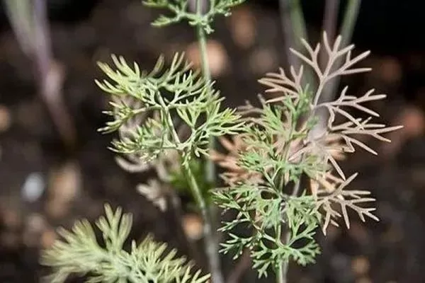 болезни и вредители укропа Аврора