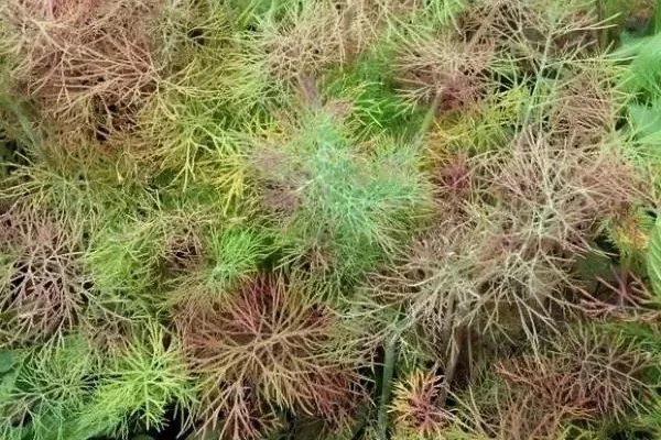 болезни и вредители укропа Геркулес