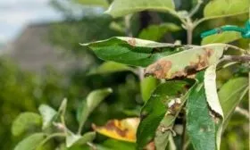 болезни и вредители яблони Джеромини