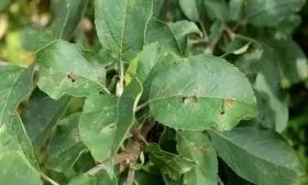 болезни и вредители яблони Народное