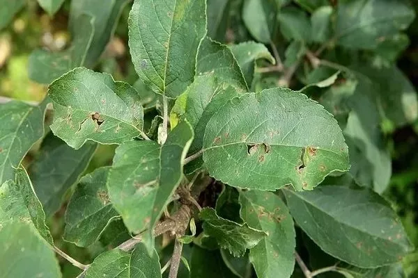 болезни и вредители яблони Народное