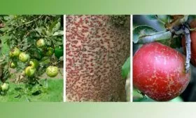 Болезни и вредители яблони Солнышко1