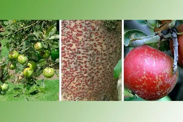 Болезни и вредители яблони Солнышко1