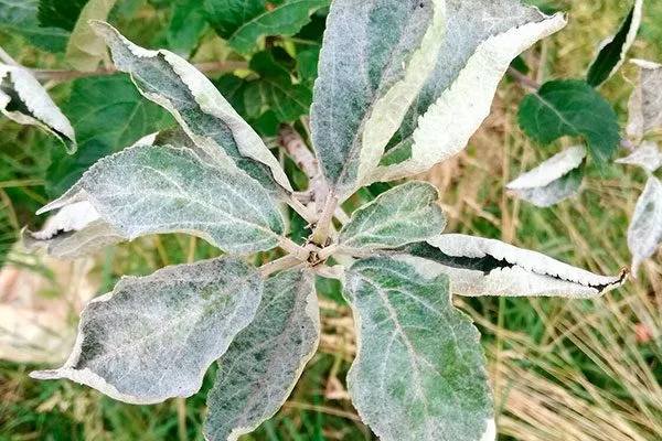 Болезни и вредители яблоня Чемпион