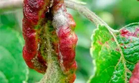 Болезни и вредители яблоня Елена