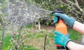 Болезни и вредители яблоня Услада