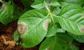 болезни картофеля Иван-да-Марья