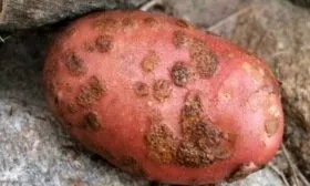 болезни картофеля Лабелла
