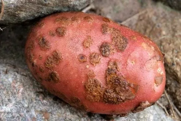 болезни картофеля Лабелла