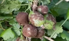 болезни крыжовника Куршу Дзинтарс