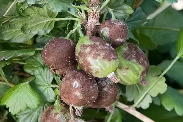 болезни крыжовника Куршу Дзинтарс