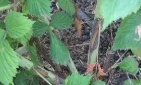 болезни малины Пересвет