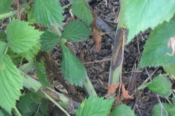 болезни малины Пересвет