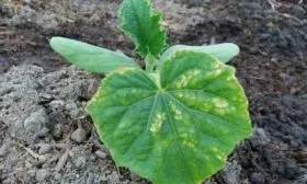 болезни огурцов Алтай