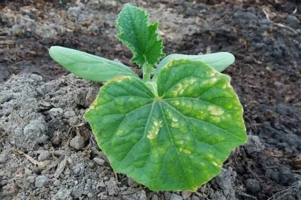 болезни огурцов Алтай