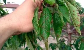 болезни персика Пушистый ранний