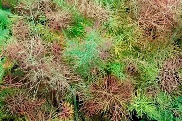 болезни укропа Буян