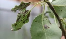 болезни яблони Лобо