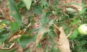 болезни яблони Медок