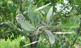 болезни яблони Пепин шафранный