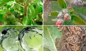 Борьба с болезнями и вредителями