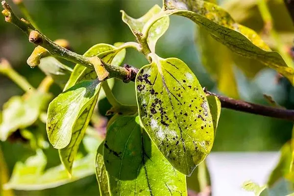 Борьба с болезнями и вредителями Хурма Шарон