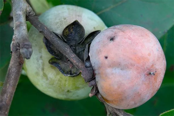 Борьба с болезнями и вредителями, профилактика Королёк шоколадный (Diospyros lotus)