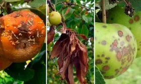 Борьба с болезнями и вредителями яблонb Орловское полосатое1