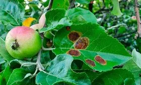 Борьба с болезнями и вредителями яблони Ред Кетти