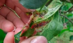 Борьба с болезнями и вредителями яблоня Легенда