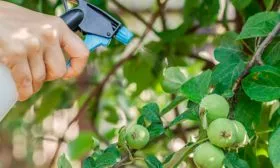 Борьба с болезнями и вредителями яблоня звездочка