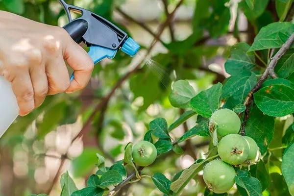 Борьба с болезнями и вредителями яблоня звездочка