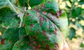 Борьба с болезнями яблоня Белорусское сладкое