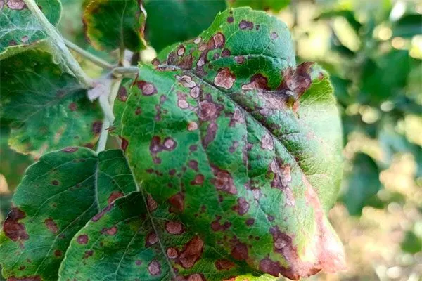 Борьба с болезнями яблоня Белорусское сладкое