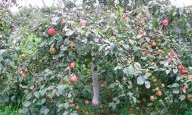 Братчуд сорт