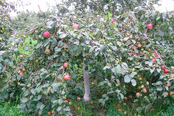 Братчуд сорт