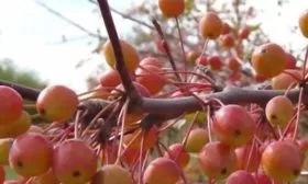 Бренди яблоня